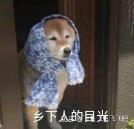 动图表情包 - 拼多多动图表情包资源 - 免费下载平台