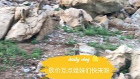 互帮互点 - 最新互帮互点服务 - 互助点击平台