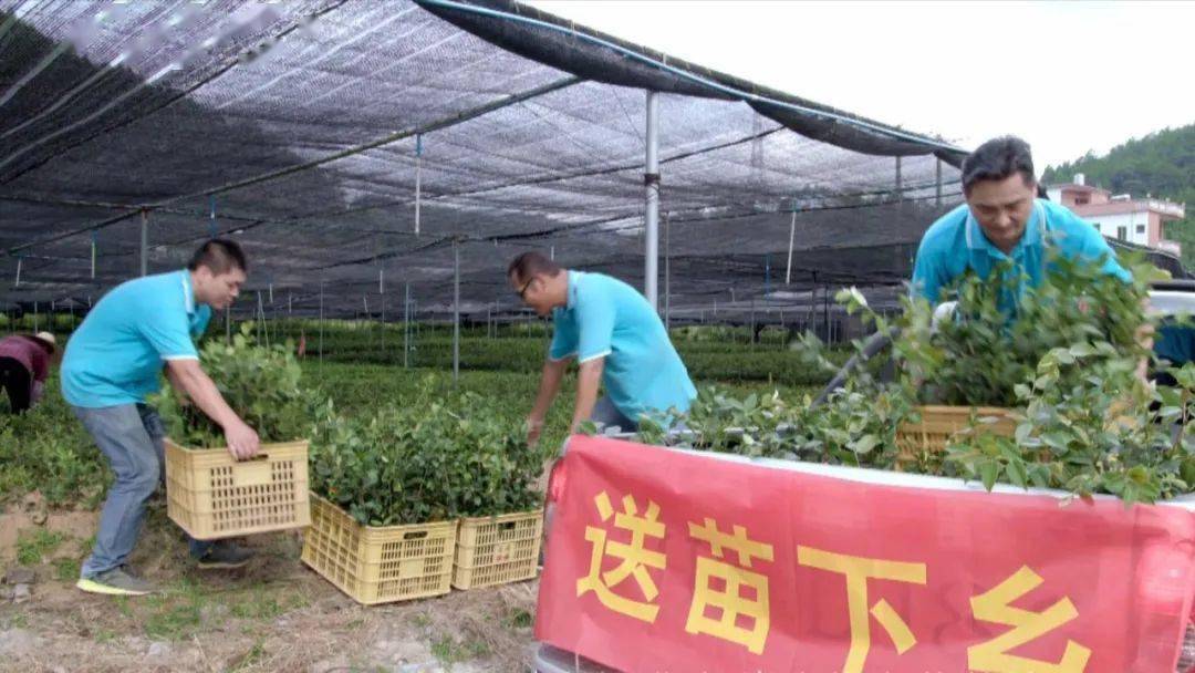 农民增收 - 拼多多助力农业增收 - 促进乡村经济发展