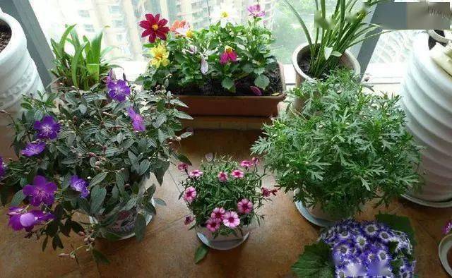 养花助力 - 拼多多养花种植支持 - 轻松高效解决方案