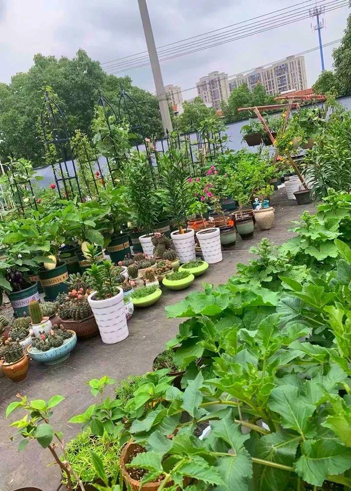 养花助力 - 拼多多养花实用技巧 - 轻松打造美丽花园