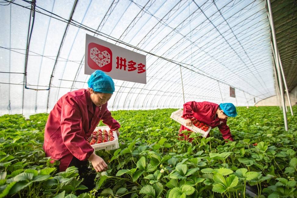 助力草莓 - 拼多多草莓助力活动 - 真实性验证与指南
