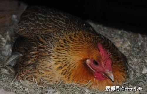 专业代助力 - 拼多多砍价代助力 - 快速代助力服务