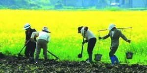 为何如今种地不再盈利，农民出路何在？