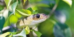 哪种副业能有效驱赶蛇类？安全又实用的选择是什么？