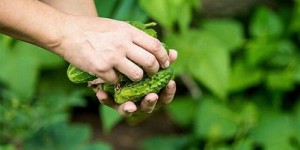 草源果素价格是多少？一盒草源果素到底要花多少钱？
