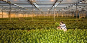 2024年种植哪些作物最赚钱？农业致富新选择！