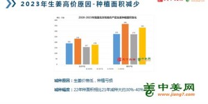 2024年种植生姜真的能赚钱吗？市场前景如何分析？