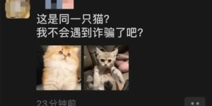 你听说过国外的猫咪自助购物网站吗？揭秘这一独特宠物购物体验！