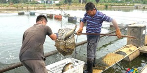 金秋时节捕鱼忙，绿色渔业如何助力兵团增收？