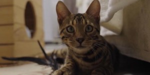 新手养猫副业真的能带来可观收入吗？