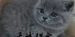 养两只蓝猫进行繁殖，真的能实现盈利吗？