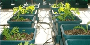 卖海鲜和卖菜，哪个更能赚大钱？市场行情深度分析