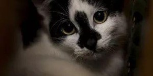 悬赏猫吧背后隐藏了什么秘密？为何引人热议？