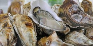 蒸生蚝真的能赚钱吗？低成本高回报的秘密在哪里？
