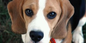 如何通过副业成功饲养宠物犬？你也能做到吗？