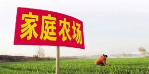 农场经营能否带来可观收益？探寻农业盈利真相