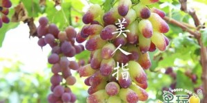 台州哪种水果种植最具盈利潜力？