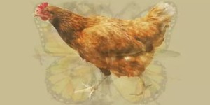 鸡上树有何寓意？梦中鸡上树又暗示着什么？