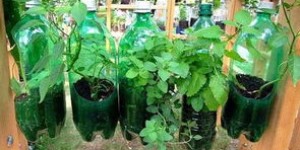 八戒种菜真的能盈利吗？揭秘其经济效益与可行性