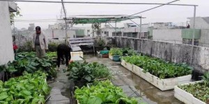 东莞楼顶种植哪些蔬菜最具经济效益？