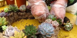 哪个国家种植多肉植物最赚钱？全球市场分析告诉你