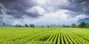 2022年种植哪些作物能带来高收益？专家推荐解析