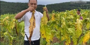 种植烤烟真的能赚钱吗？揭秘其经济效益与风险