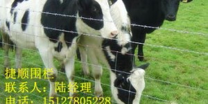 养牛养羊真能盈利吗？投资回报率到底如何？