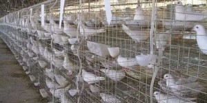 一百平米空间，养殖什么项目最赚钱？