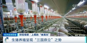 什么样的公司养殖项目最赚钱？