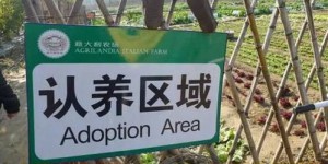 果园副业模式如何助力农民增收？探索多元盈利新路径