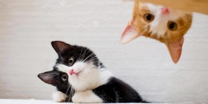 猫爪也能赚钱？揭秘猫咪经济背后的财富密码