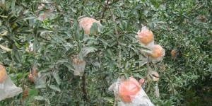 石榴种植真的能带来可观收益吗？