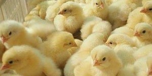 肉鸡养殖真的能赚钱吗？投入产出比如何？