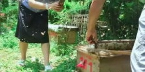 养蜂真的不赚钱吗？揭开养蜂业的真实收益之谜