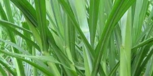 种甜象草真的能赚钱吗？投资回报率如何？