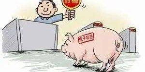两人携手卖猪肉，能否实现财富增长？