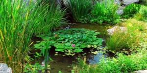 哪些水生植物种植最具经济效益？如何选择赚钱的水生植物？