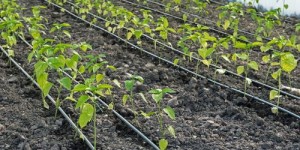 农村种植哪些蔬菜最具经济效益？如何选择赚钱菜种？