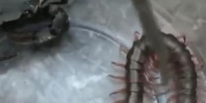 男人若无法生育，为何被称为“蜈蚣”？这个说法从何而来？