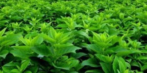 全国各地种植哪些药材最具经济效益？如何选择高收益药材？