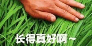 割韭菜小副业真的能赚钱吗？你了解其中的门道吗？