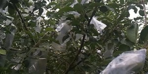 元旦期间在农村做什么项目最赚钱？