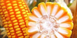 玉米种植如何实现盈利？高效赚钱技巧大解析