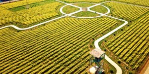 中国如何在海外拓展耕地实现盈利？