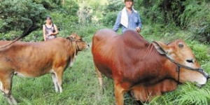 养牛与种地，哪个更赚钱？农村致富选择大揭秘