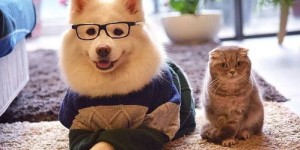 狗狗也能赚钱？揭秘宠物外出赚钱的奇妙经历