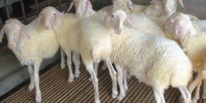 小尾寒羊养殖真的能带来可观收益吗？如何实现盈利？