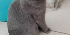 业余时间养宠物猫能赚钱吗？知乎网友分享经验